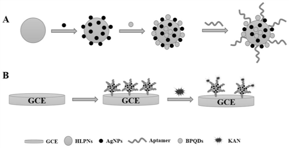 Electrochemical luminescence aptamer sensor for specifically detecting kanamycin as well as preparation method and application of electrochemical luminescence aptamer sensor