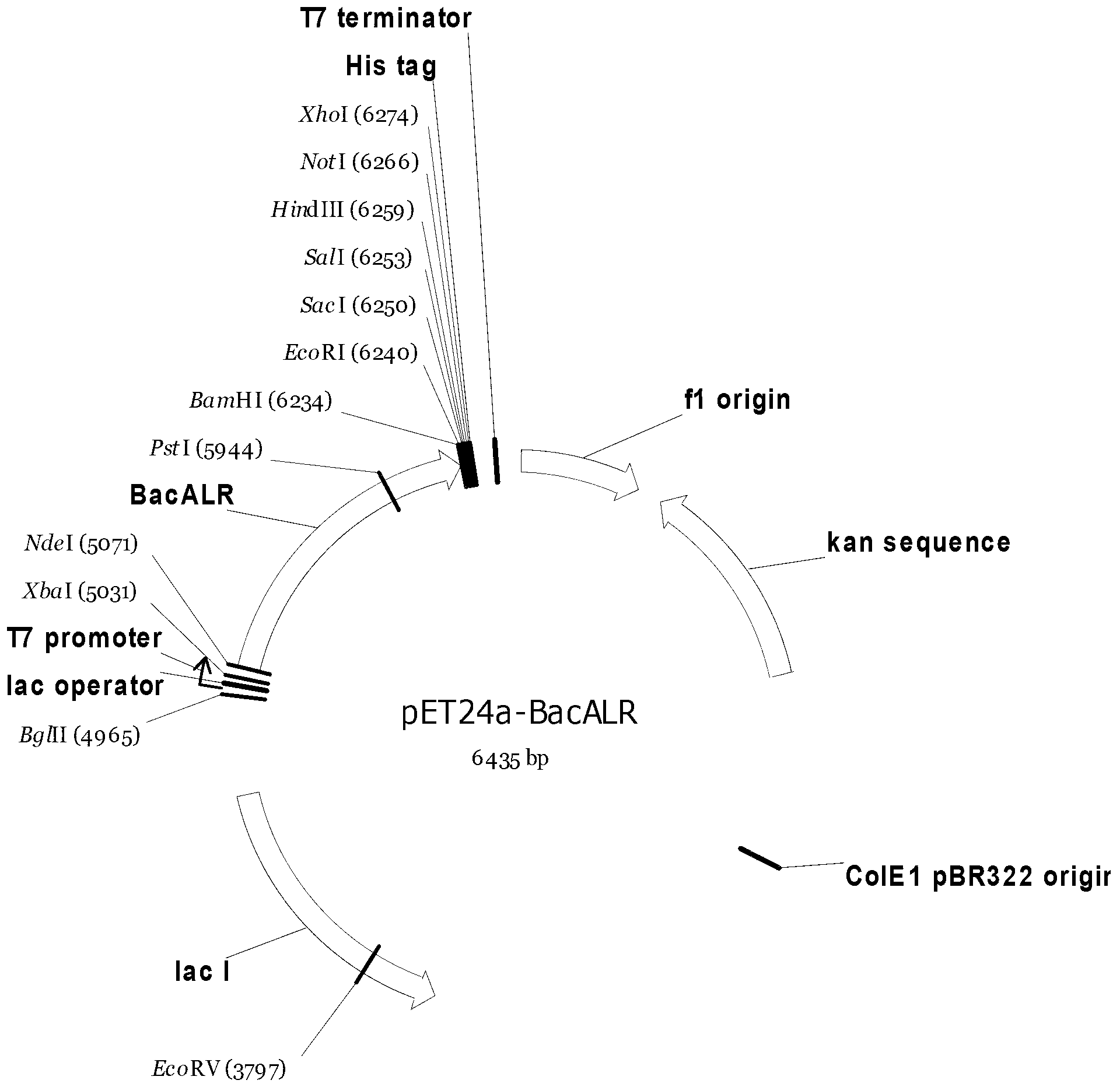 Strain for producing high-yield DL-alanine and application thereof