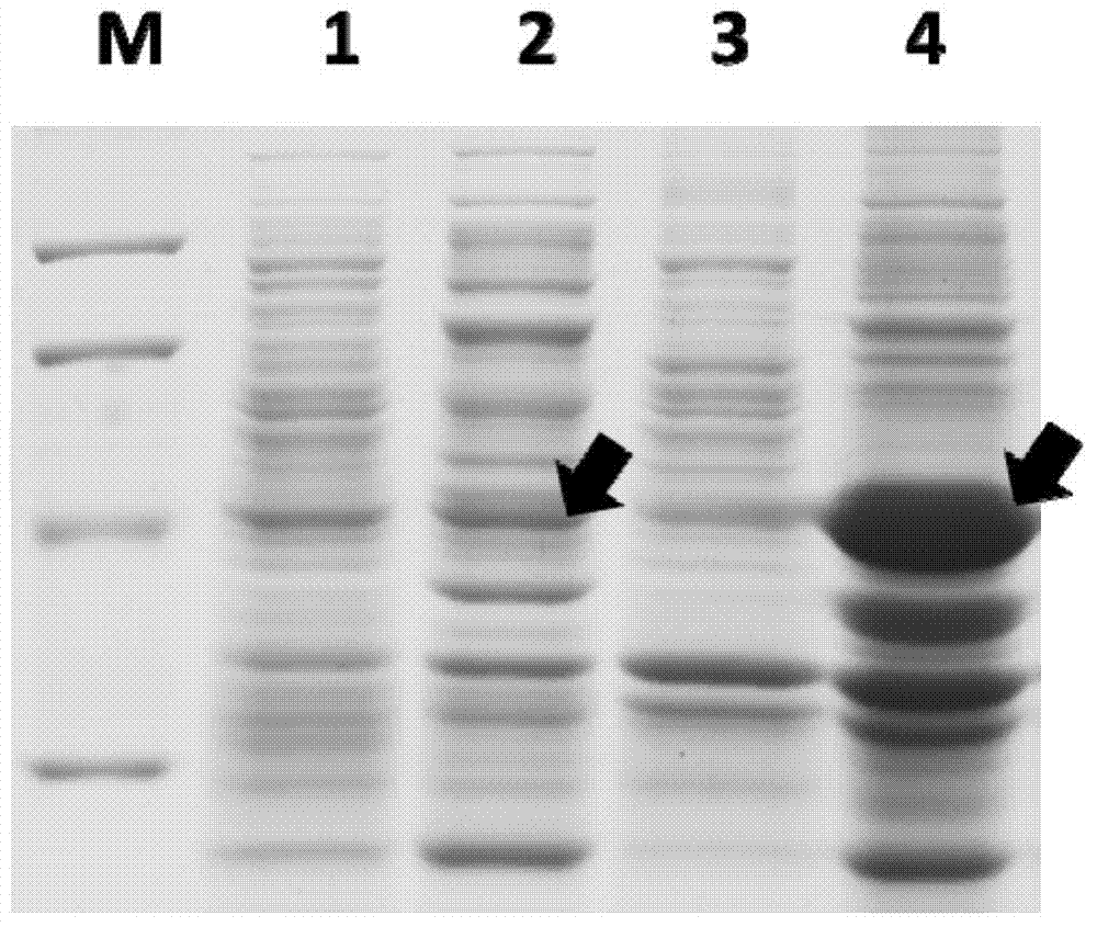 Bacillus thuringiensi strain, expression protein and application of protein