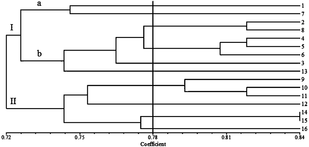 Reaction system and kit for analyzing moringa oleifera genetic relationship and application method thereof