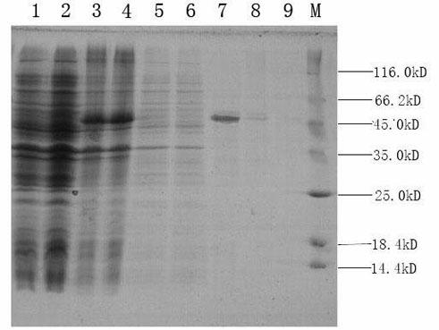 Method for rapid and accurate detection of tomato yellow leaf curl virus (TYLCV)