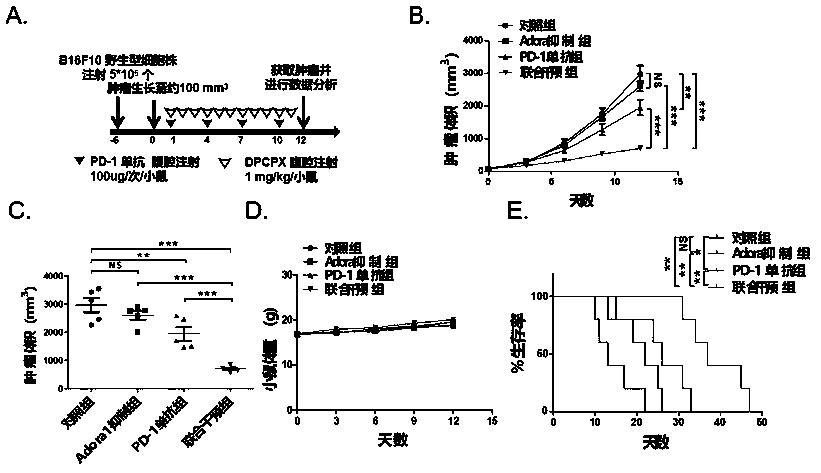 Application of DPCPX inhibitor in preparation of PD-L1/PD-1 monoclonal antibody tumor immunotherapy drug