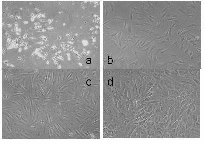 Method for efficiently separating and culturing mesenchymal stem cells of primarily-cultured rabbit