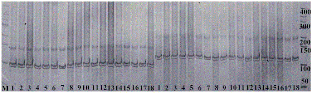 Molecular marker InDeL_33 of main-effect QTL (quantitative trait locus) of soybean hundred-grain weight and application of molecular marker InDeL_33