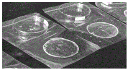 Visible light excited europium complex fluorescent film and preparation method therefor and application thereof