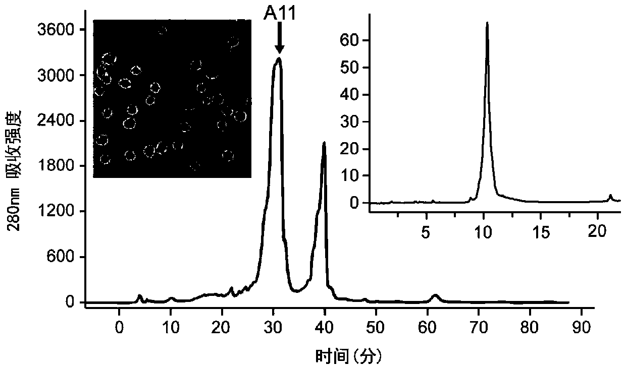 Method of separating and purifying bacillomycin Lb from amyloliquefaciens bacilli