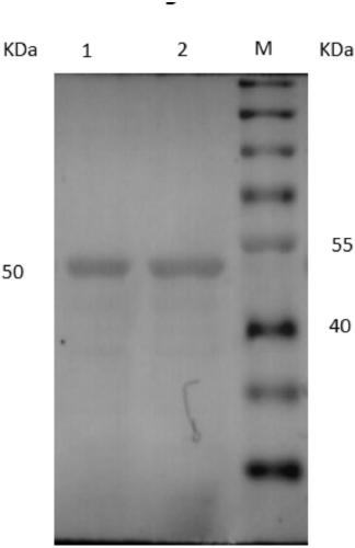 A chicken Eimeria tenella micronematode-2 mutant etmic2-1130