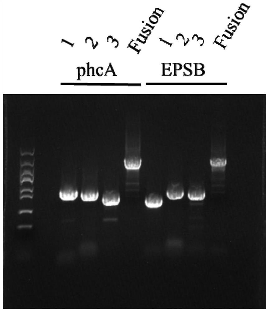 Method for traceless knockout of ralstonia solanacearum gene and application thereof