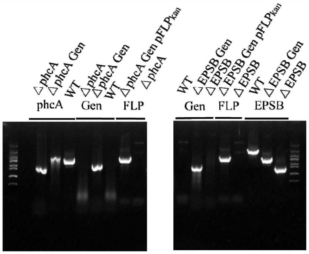 Method for traceless knockout of ralstonia solanacearum gene and application thereof