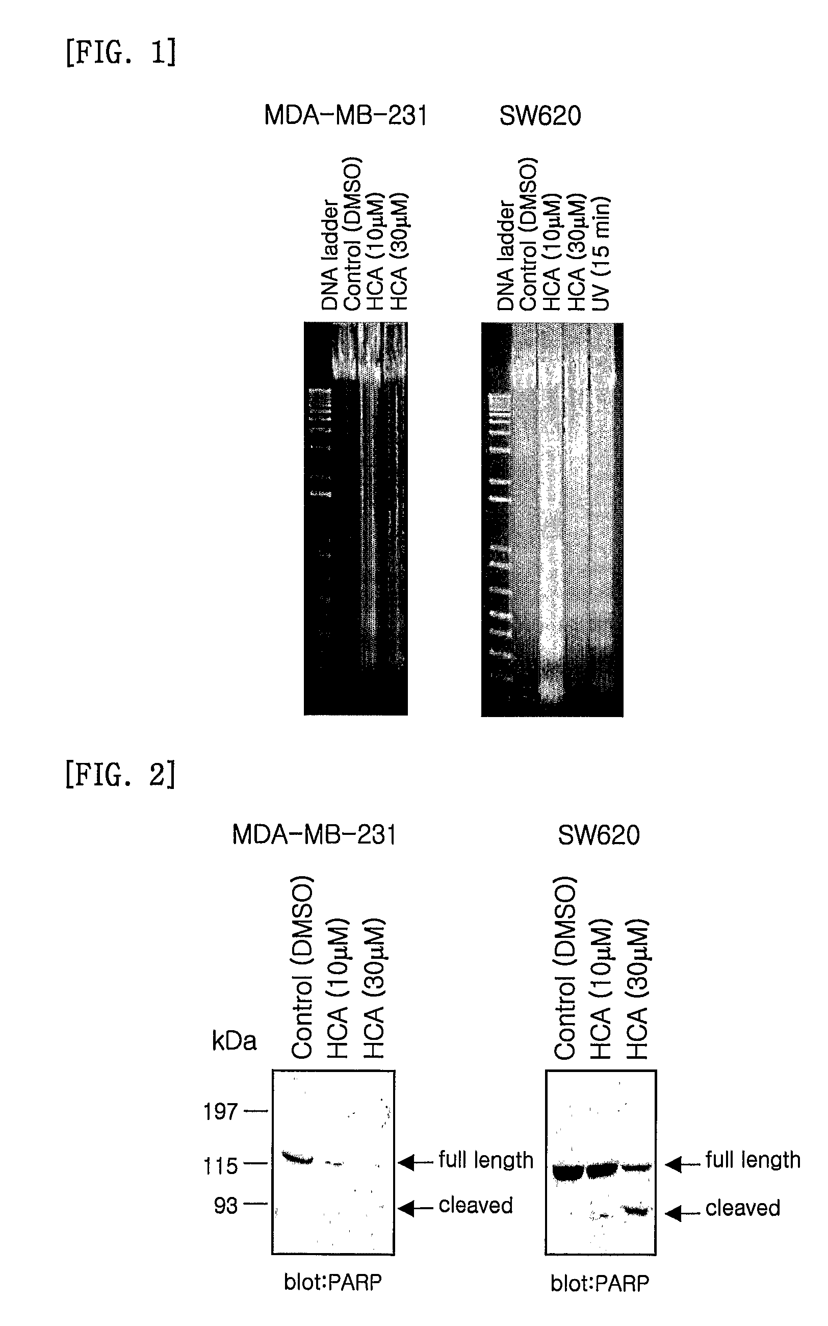 Pharmaceutical composition for treating and preventing cancer comprising cinnamoni cortex extract and zizyphi fructus extract