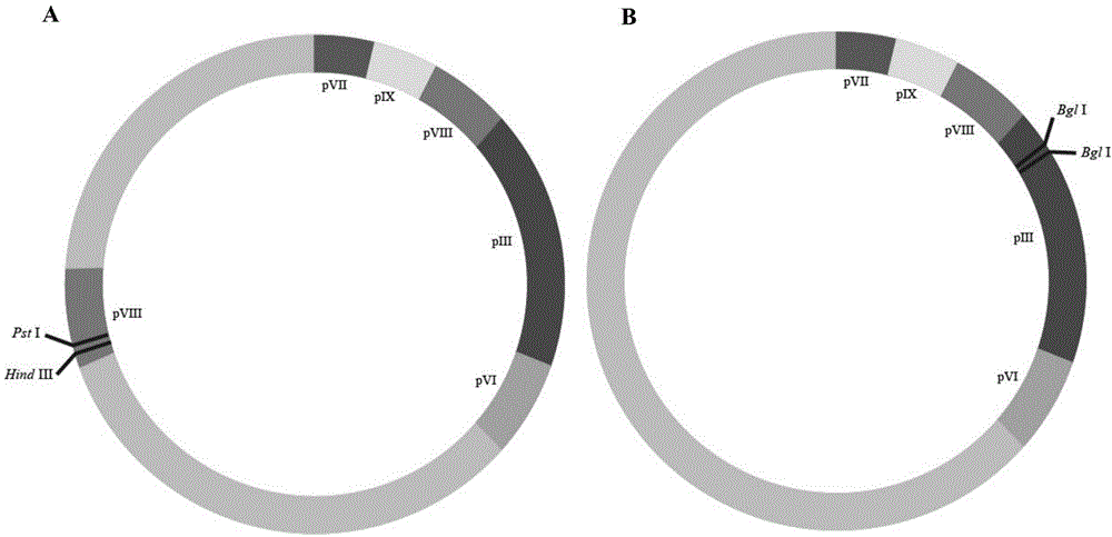 Phage vector for dual-epitope display and construction method thereof