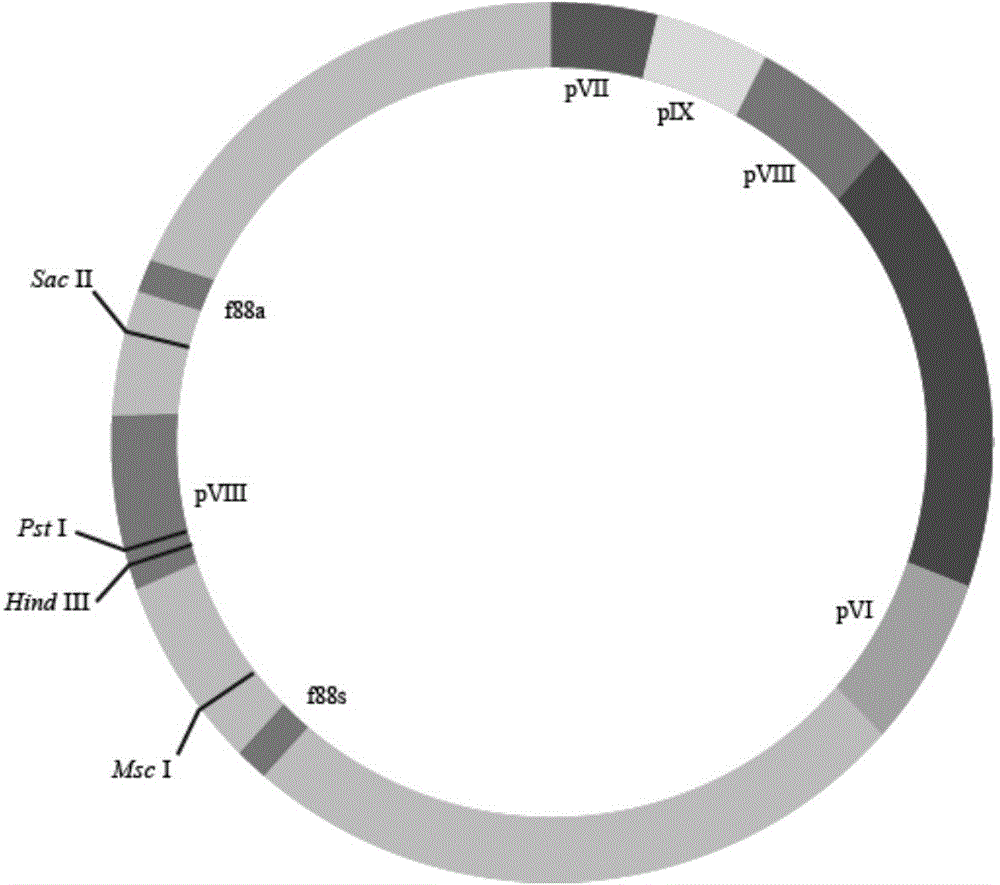 Phage vector for dual-epitope display and construction method thereof