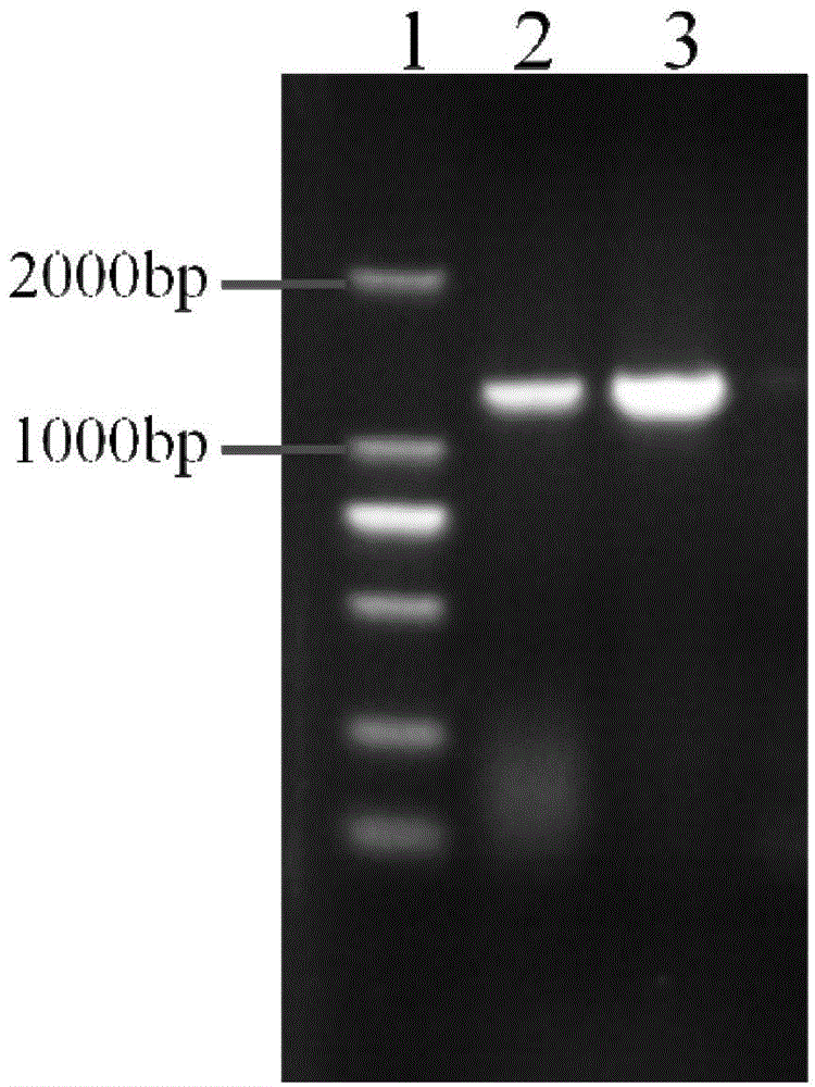 Phage vector for dual-epitope display and construction method thereof