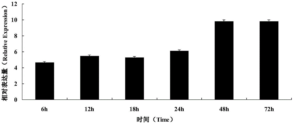 Cloning and functional expression method of gene AhAP2ER related to drought stress of peanuts