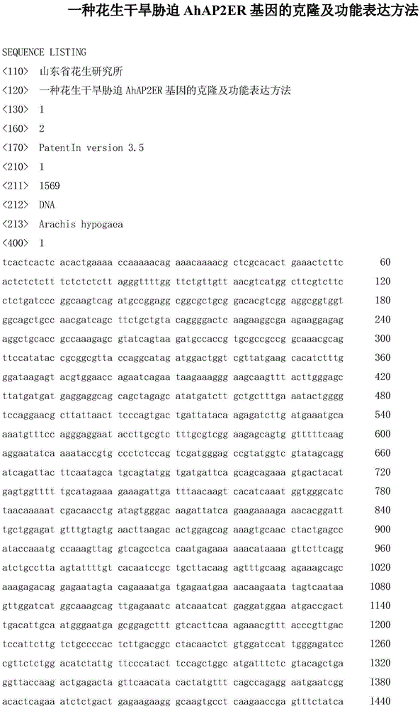 Cloning and functional expression method of gene AhAP2ER related to drought stress of peanuts