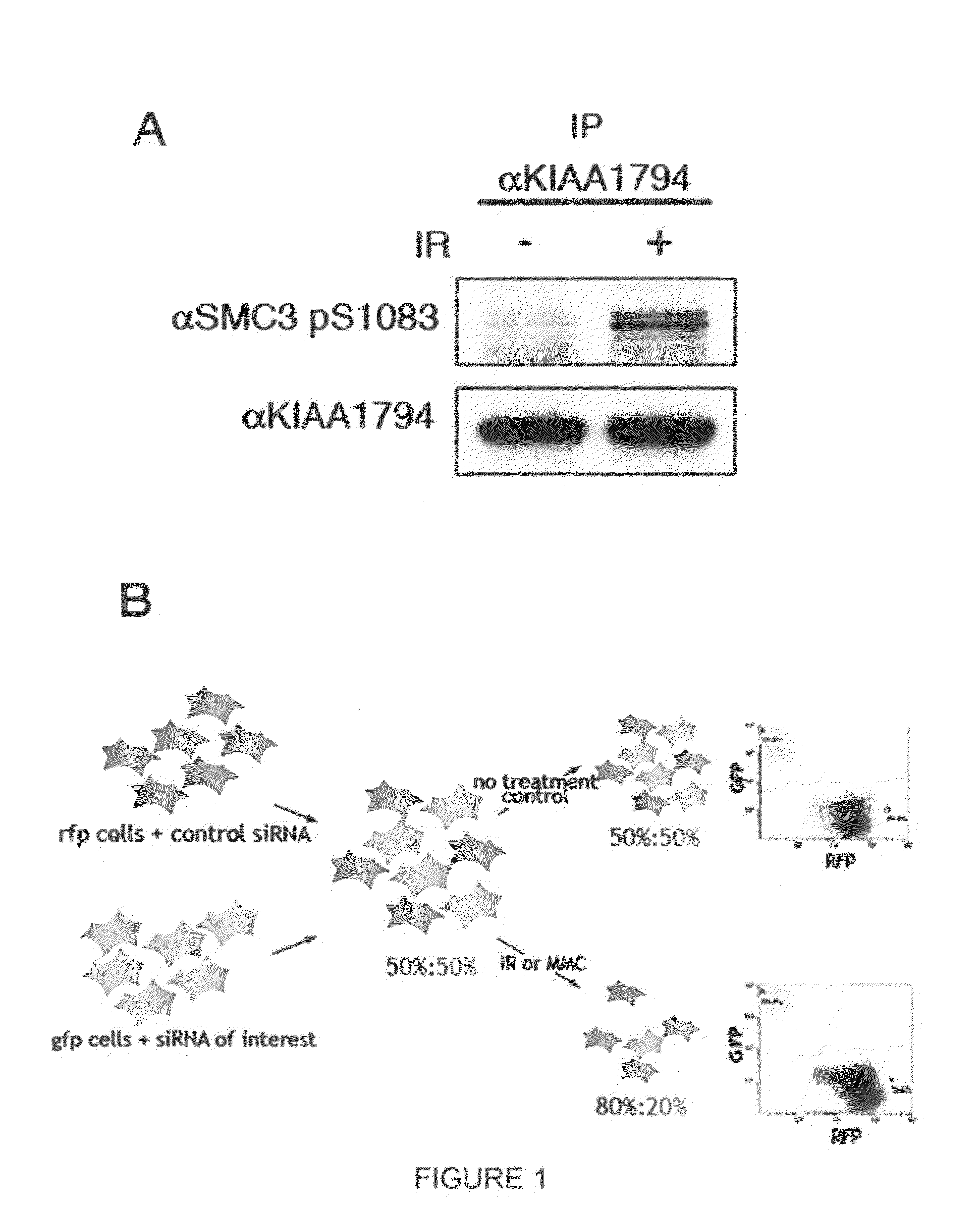 Prognostic, diagnostic, and cancer therapeutic uses of FANCI and FANCI modulating agents