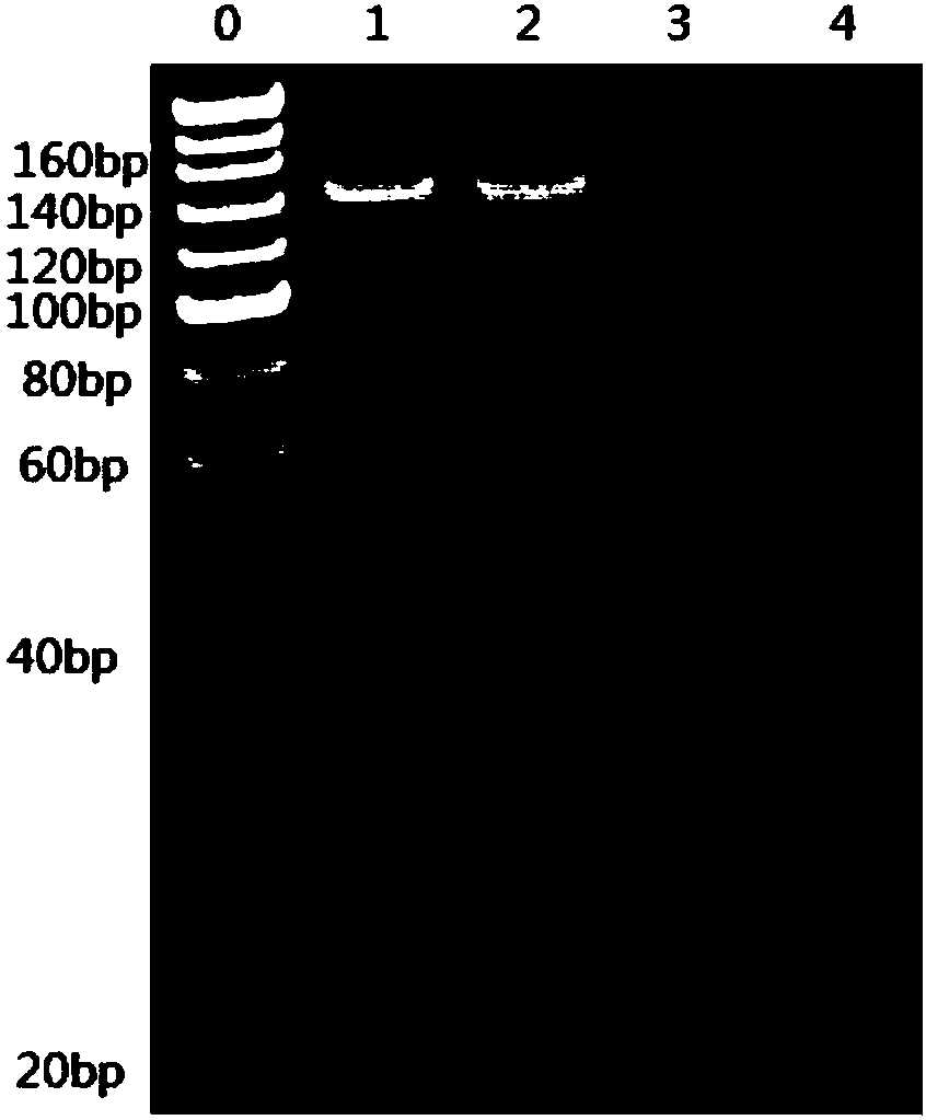 KRAS gene detection kit and detection method