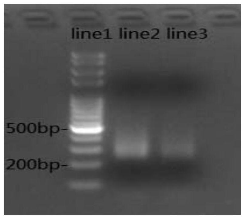 Probe library and kit for detecting lung cancer related 41 genes and application thereof