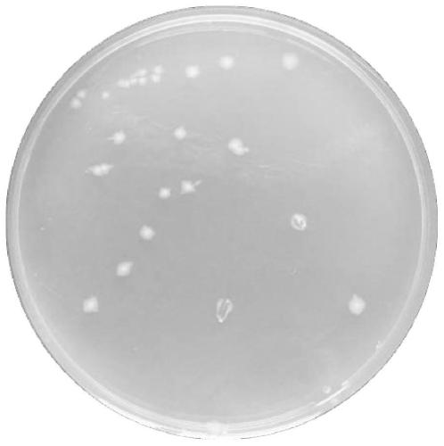 Efficient anaerobic antimony reduction bacterial strain and application thereof