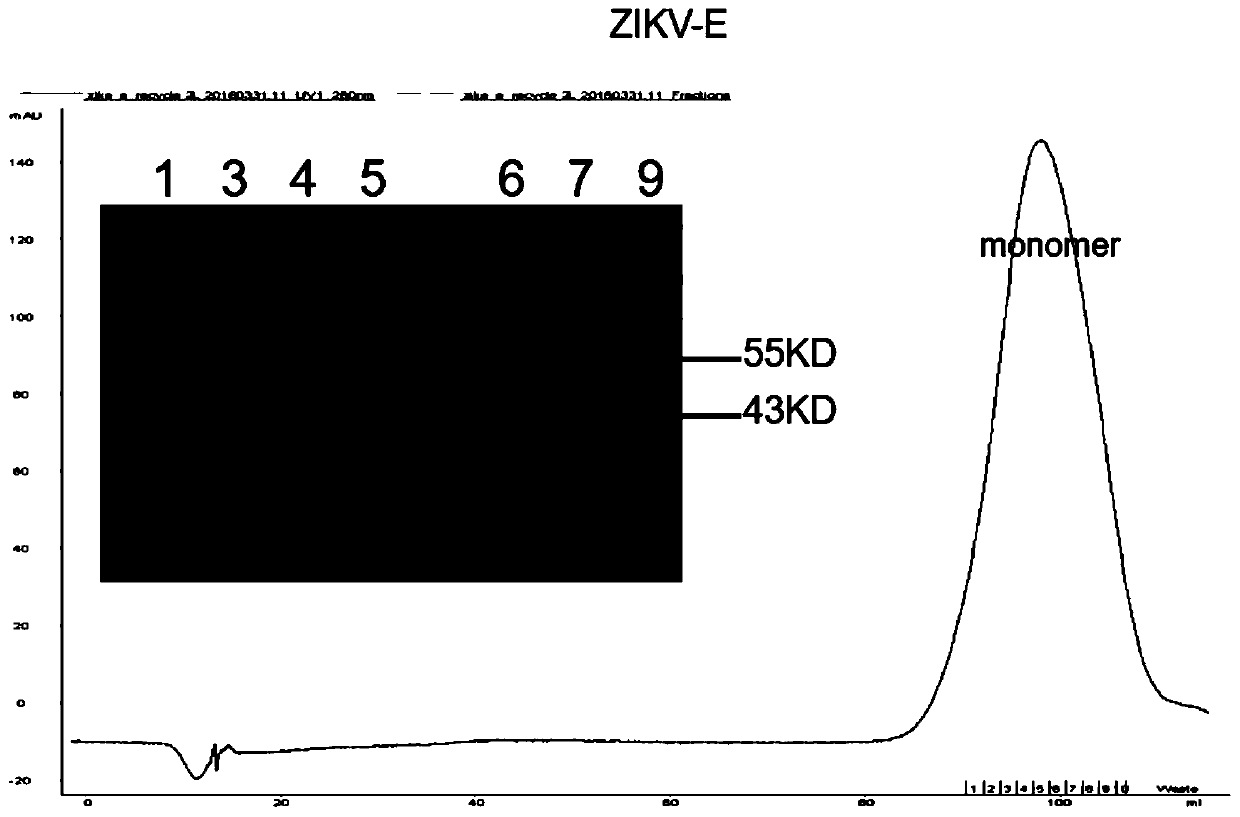 Specific Zika virus neutralizing antibodies and application thereof