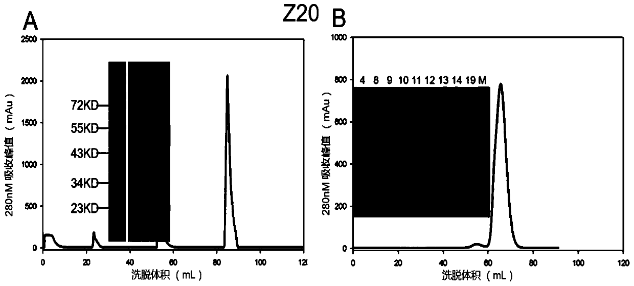 Specific Zika virus neutralizing antibodies and application thereof