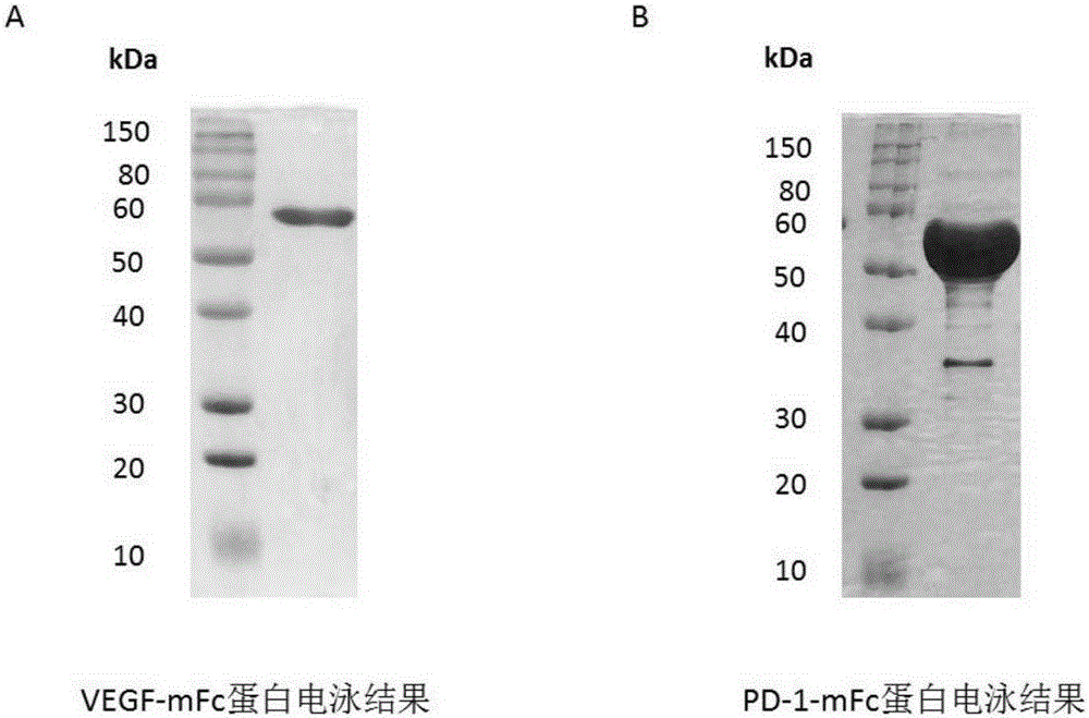 VEGF-resistant and PD-1-resistant difunctional antibody and application thereof