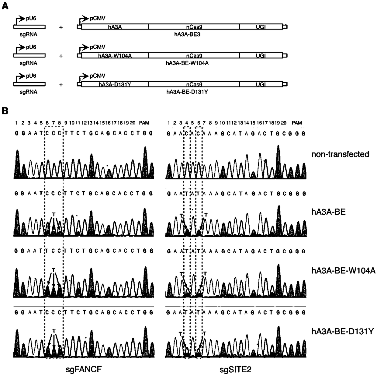 Gene base editor