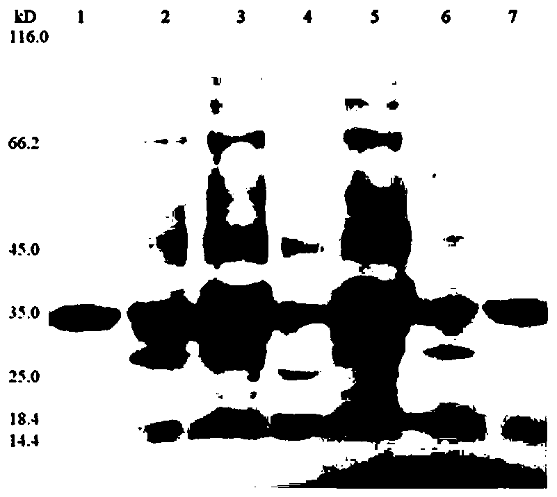 Organism identification method based on membrane-bound complex