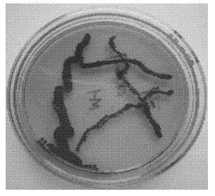 Prodigiosin high-producing strain and production method thereof