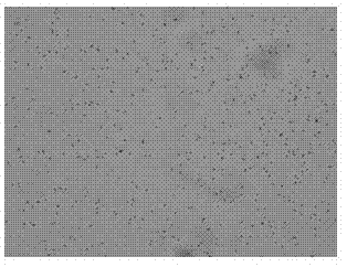 Prodigiosin high-producing strain and production method thereof