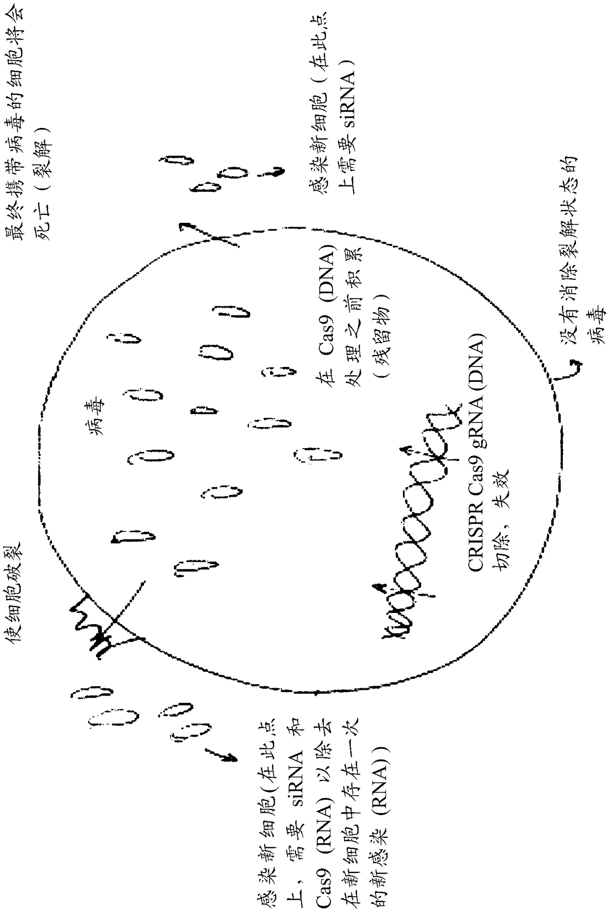 Compositions and methods of treatment for lytic and lysogenic viruses