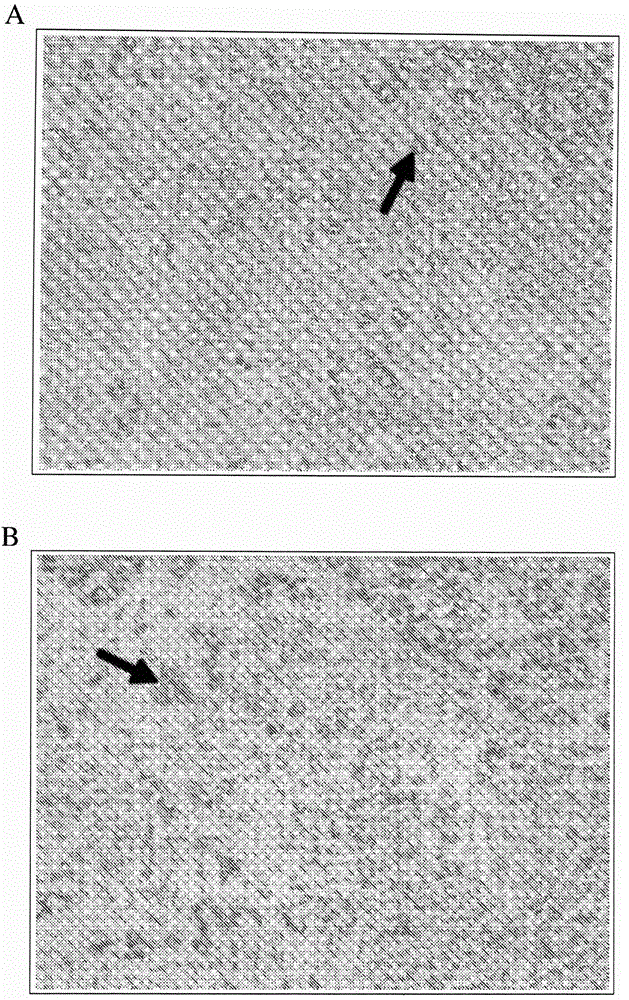 Direct immunohistochemistry assay