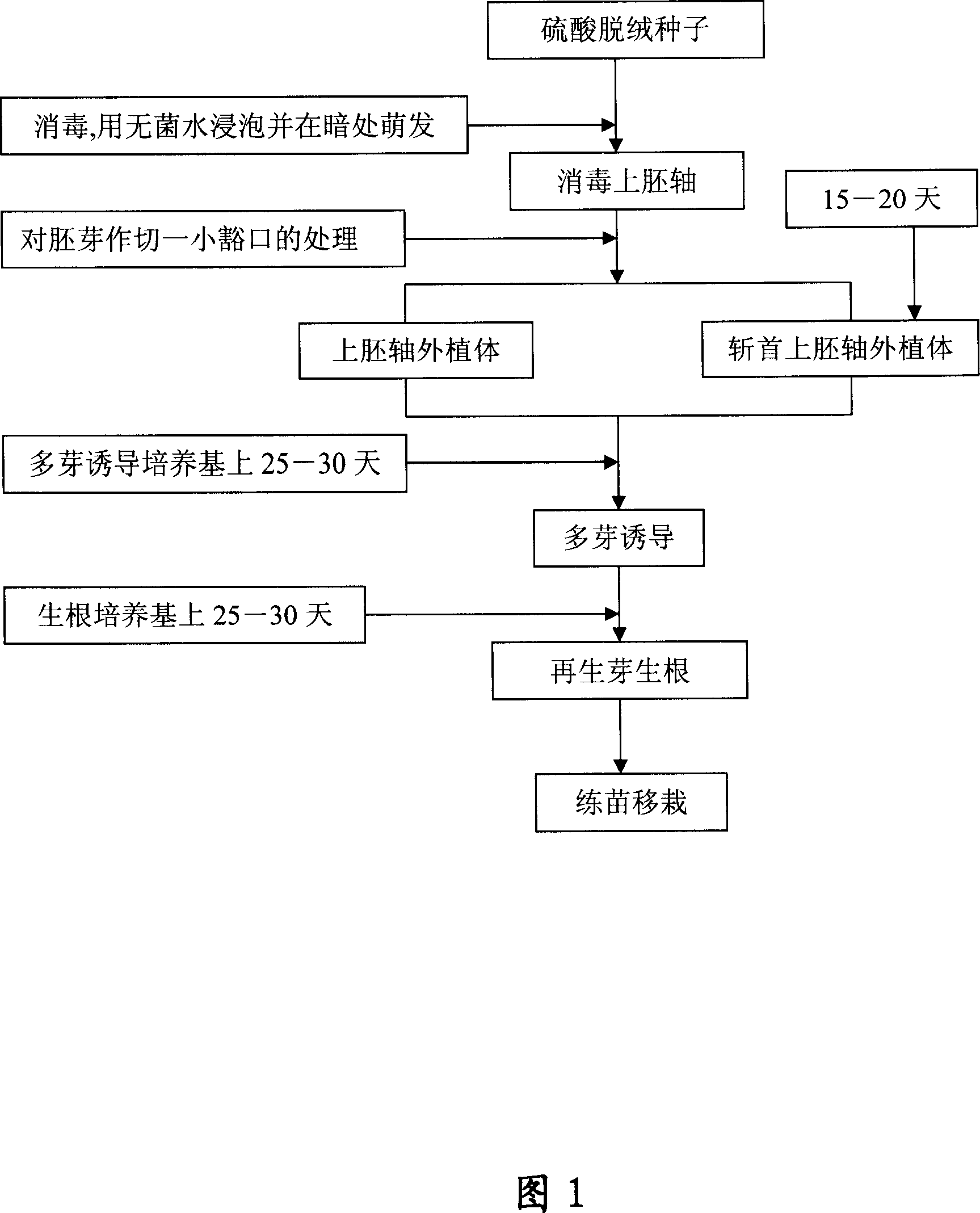 Technique for epicotyl of cotton culturing in vitro regenerated plant, and decapitated epicotyl explant