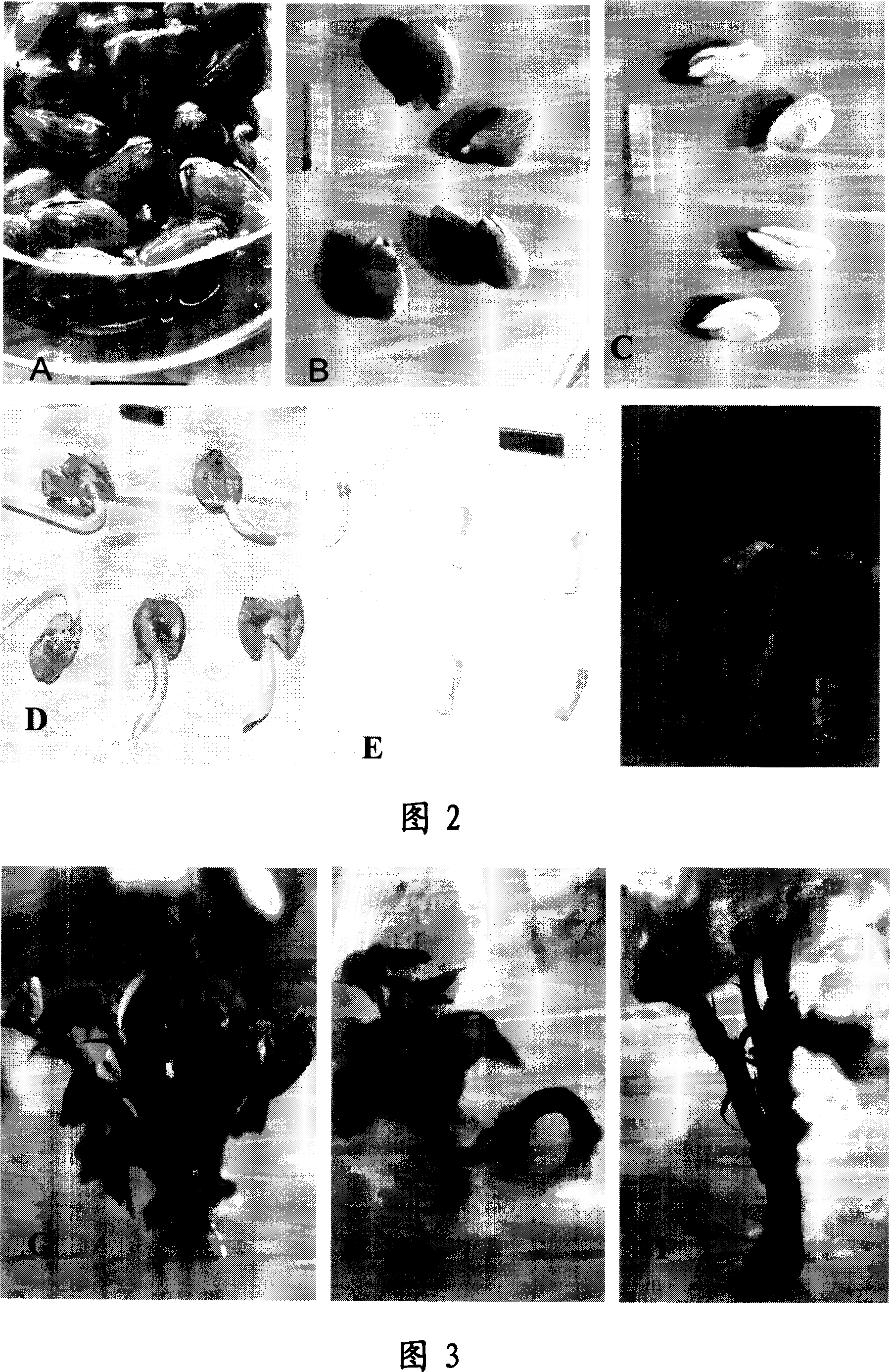 Technique for epicotyl of cotton culturing in vitro regenerated plant, and decapitated epicotyl explant