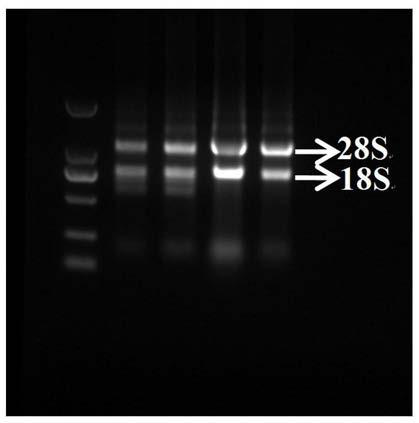 Application of beckmannia syzigachne CYP704B1 gene