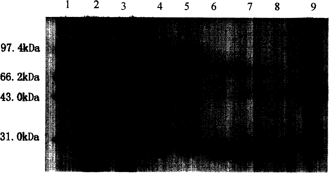 Amino acid sequence of recombined human papilloma virus L1 capsid protein and uses thereof