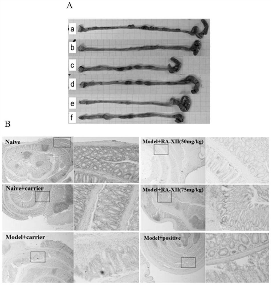 Pharmaceutical application of bicyclic cyclic hexapeptide glycoside compound