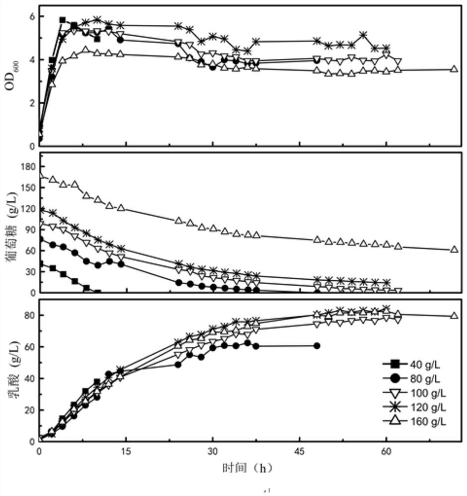 A bacterial strain producing lactic acid by high-temperature fermentation and a method for producing lactic acid