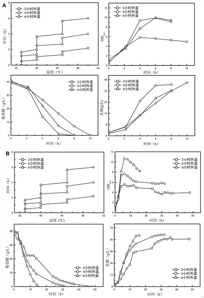 A bacterial strain producing lactic acid by high-temperature fermentation and a method for producing lactic acid