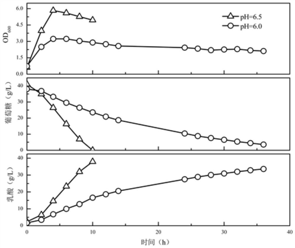 A bacterial strain producing lactic acid by high-temperature fermentation and a method for producing lactic acid