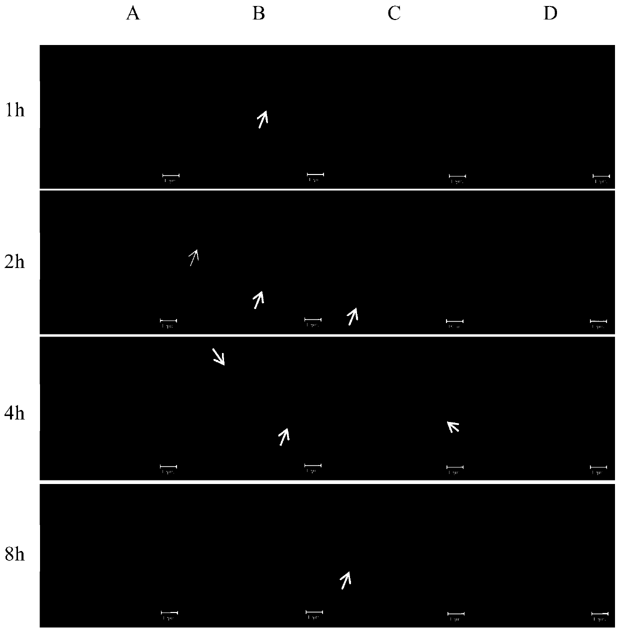 Vigor repair peptide Tvigour A and application thereof