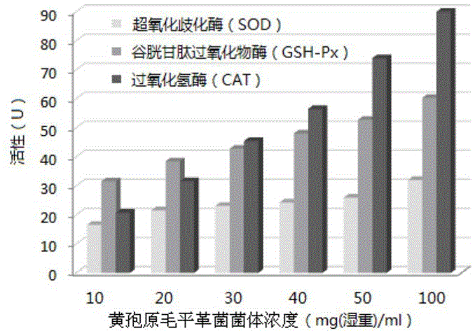 Phanerochaete chrysosporium extract containing antioxidant enzyme and preparation method