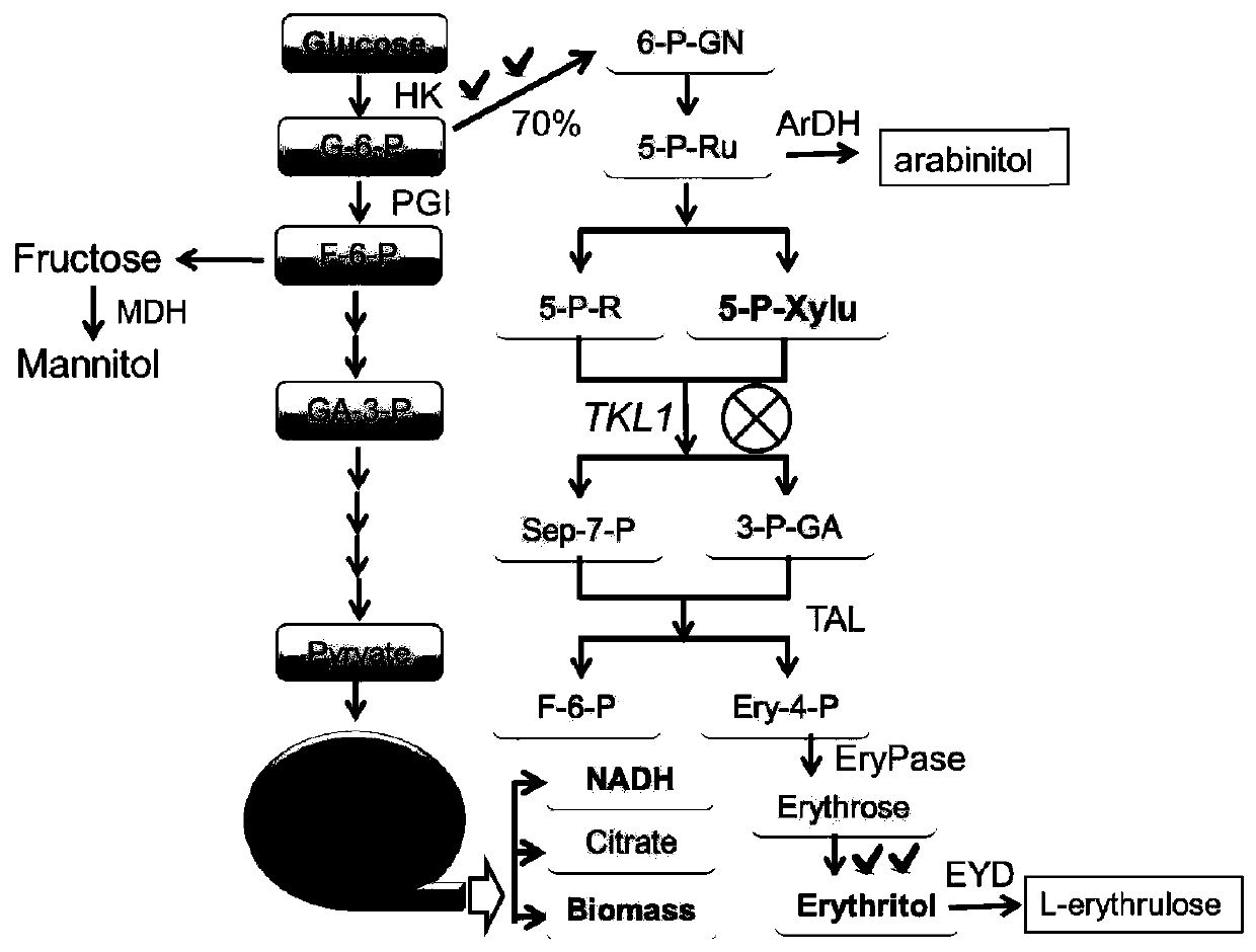 Method for constructing recombinant yarrowia lipolytica for synthesizing erythritol and strain of yarrowia lipolytica