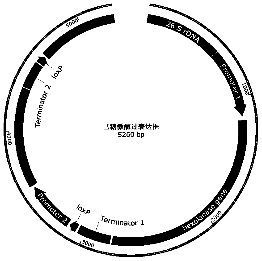 Method for constructing recombinant yarrowia lipolytica for synthesizing erythritol and strain of yarrowia lipolytica