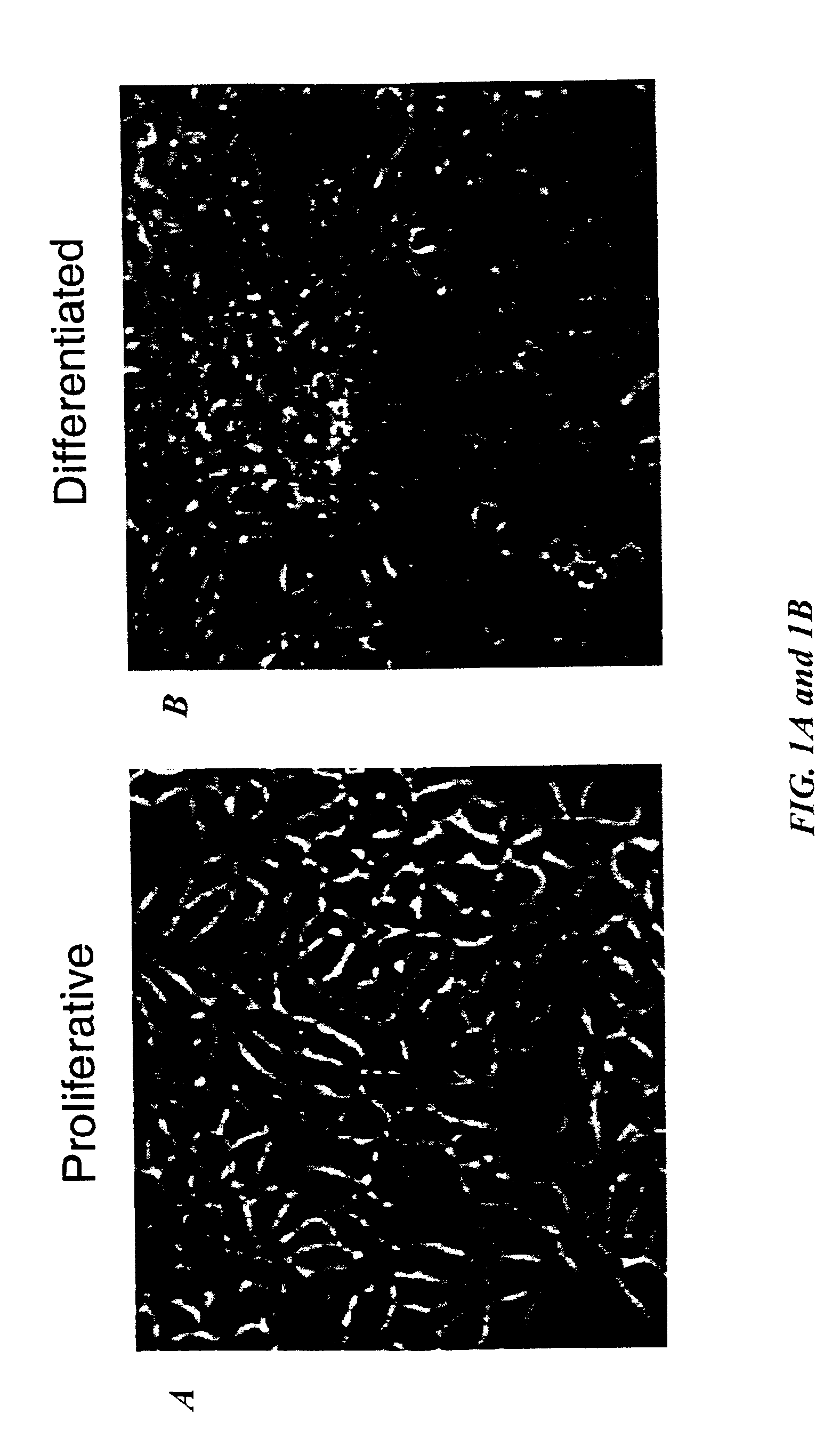 Human mesencephalon cell lines and methods of use therefor