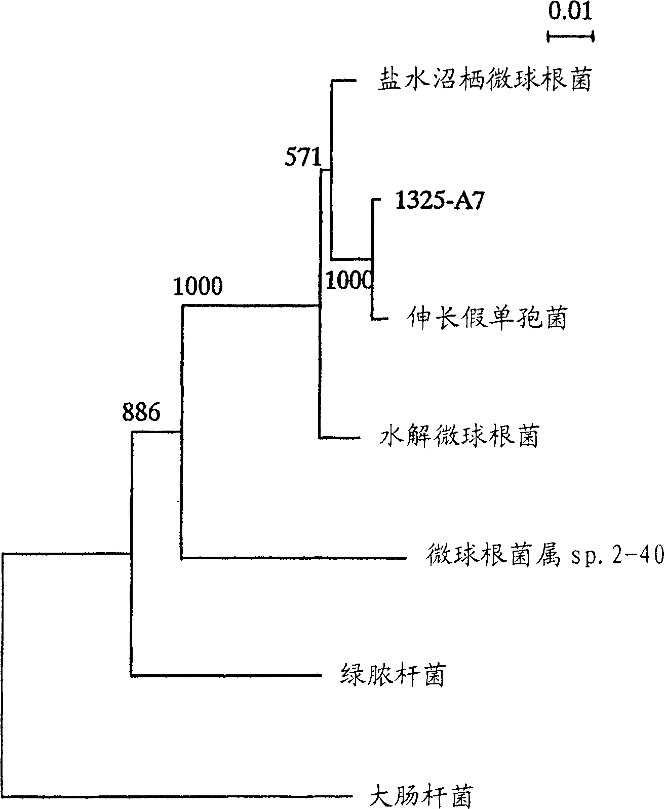 Agar-digesting enzyme and utilization thereof