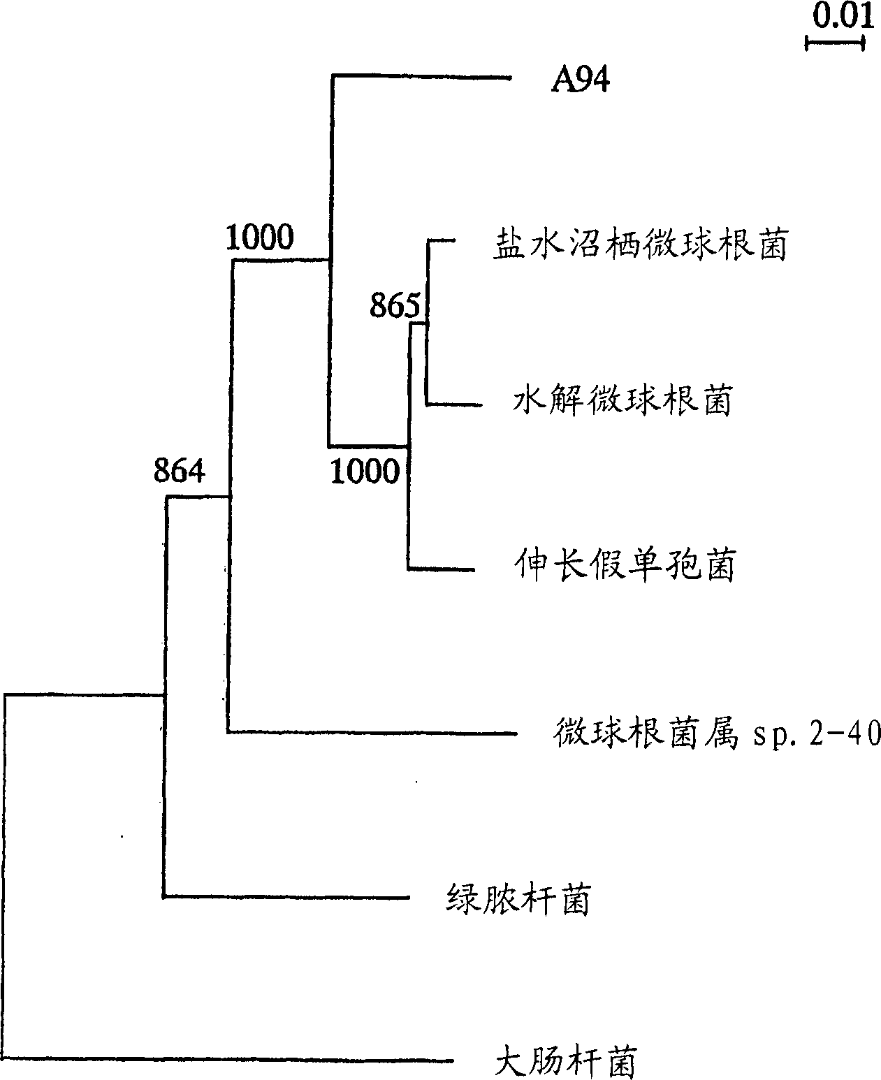 Agar-digesting enzyme and utilization thereof