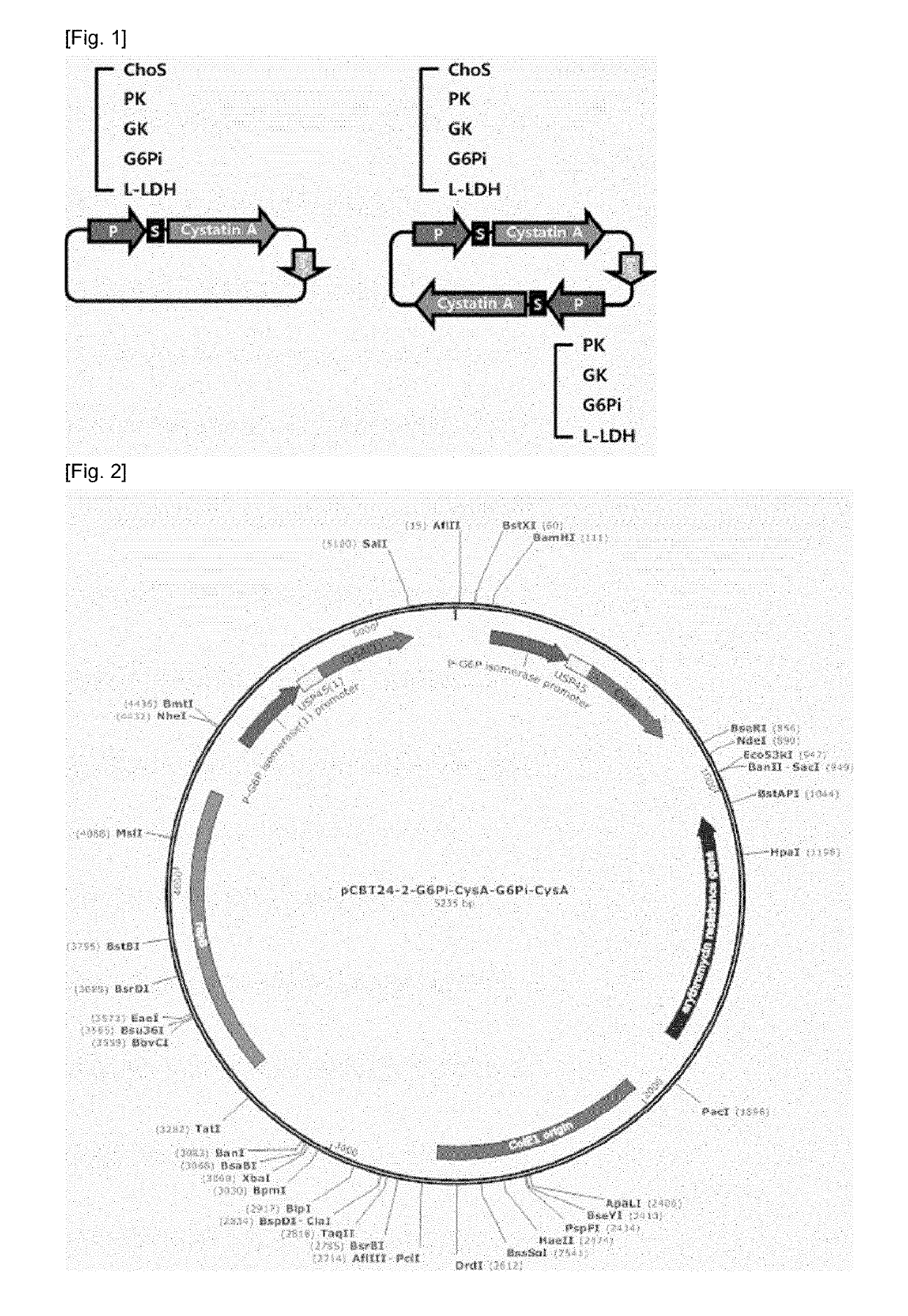 Microorganism for delivering drug for treatment of gastrointestinal disease, which expresses and secretes cystatin, and pharmaceutical composition for preventing or treating gastrointestinal disease, which includes the same