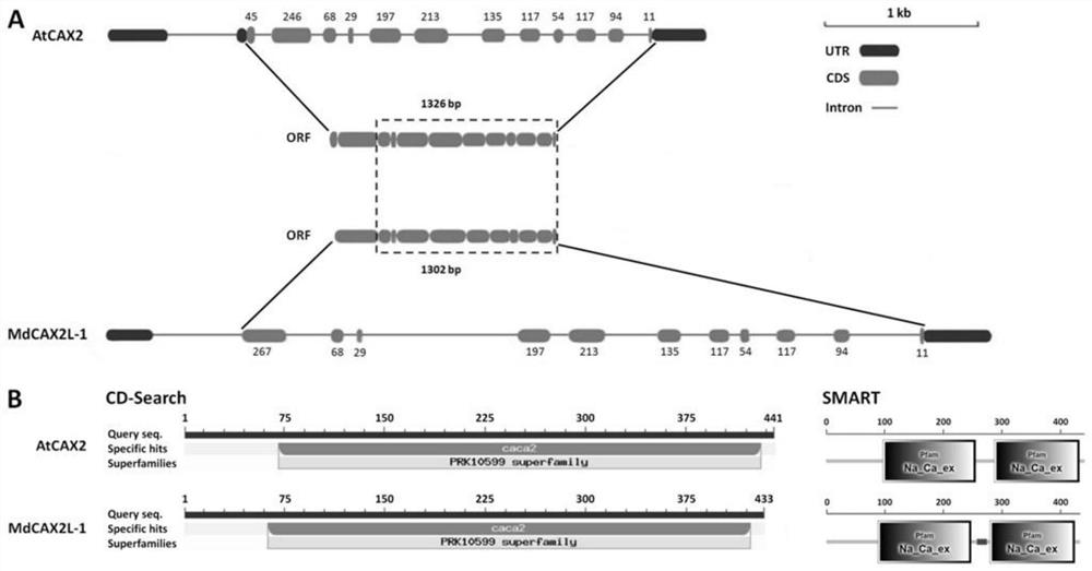 Transgenic plant of apple ion transporter MdCAX2L-1 and application of transgenic plant