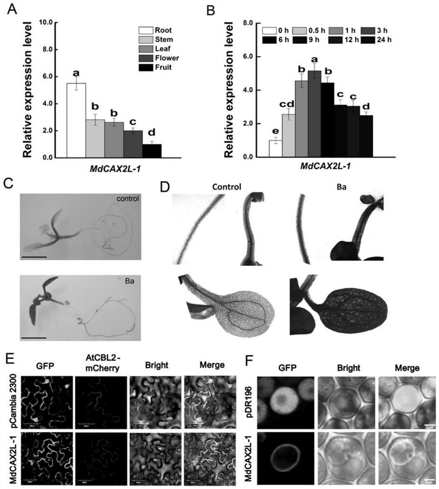 Transgenic plant of apple ion transporter MdCAX2L-1 and application of transgenic plant